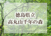 徳島県立高丸山千年の森